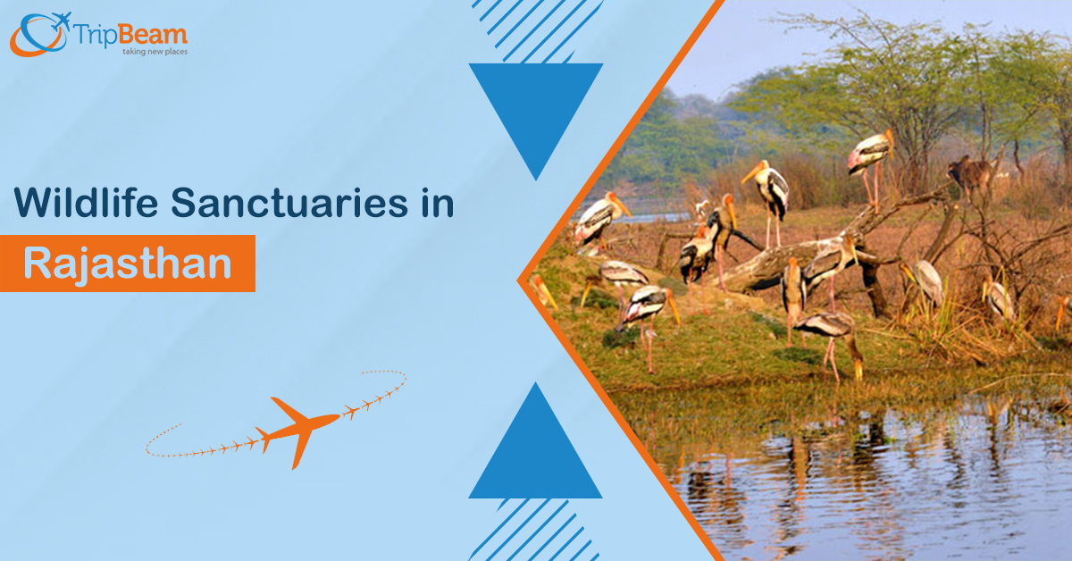 Best Wildlife Sanctuaries in Rajasthan for an Adventurous Experience