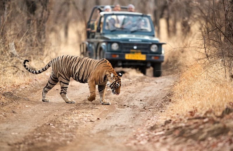 Ranthambore National Park, Rajasthan