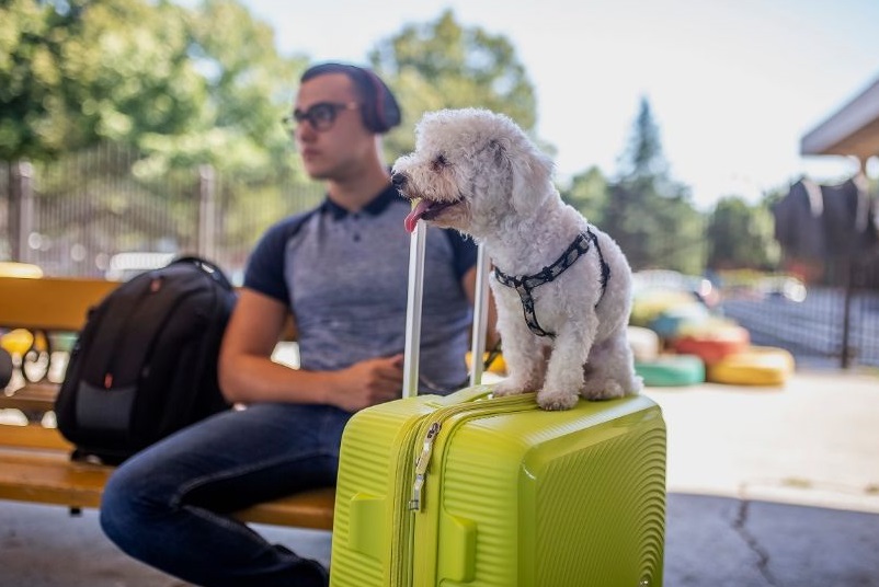 Cute Pet Travel