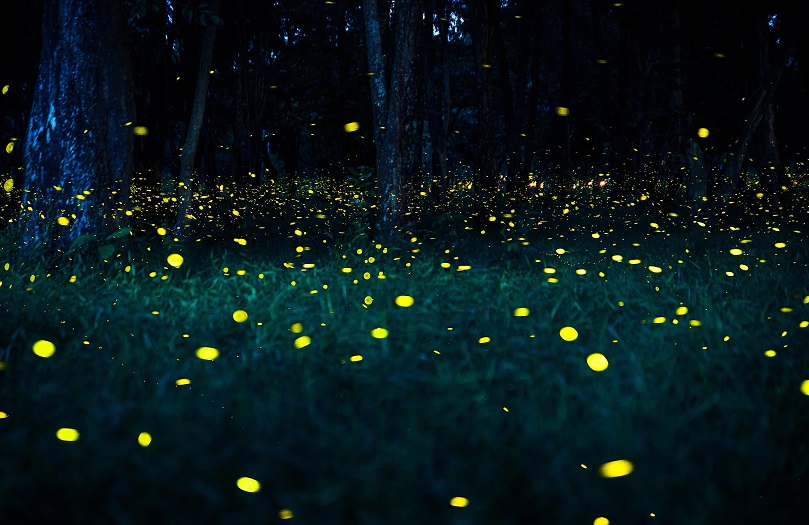 Rajmachi Fireflies Special Trek