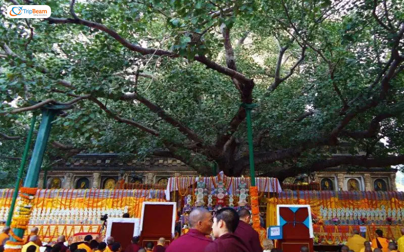 Bodhi tree