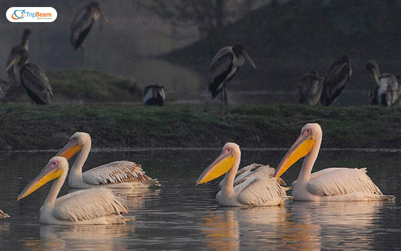 Keoladeo Ghana National Park Rajasthan