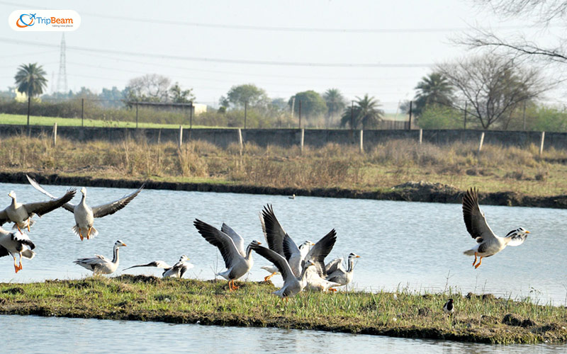 Sultanpur National Park Haryana