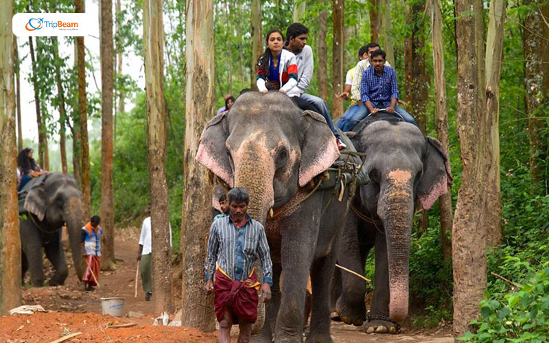 The fun filled Elephant Safari