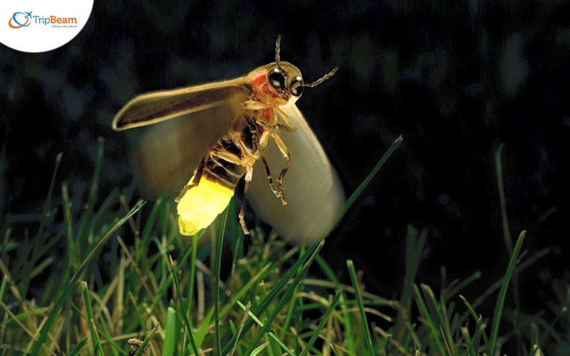 Catch the beauty of birds fireflies