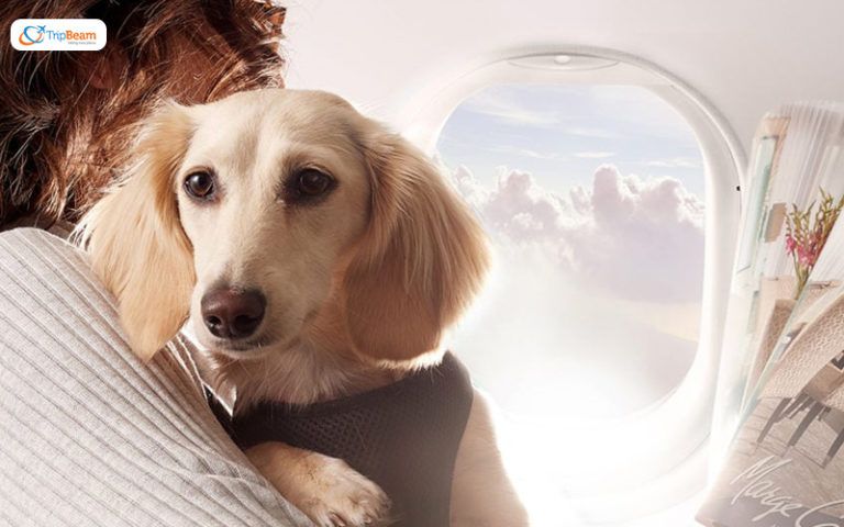 the-air-india-pet-travel-guide-for-flights-to-india-from-canada