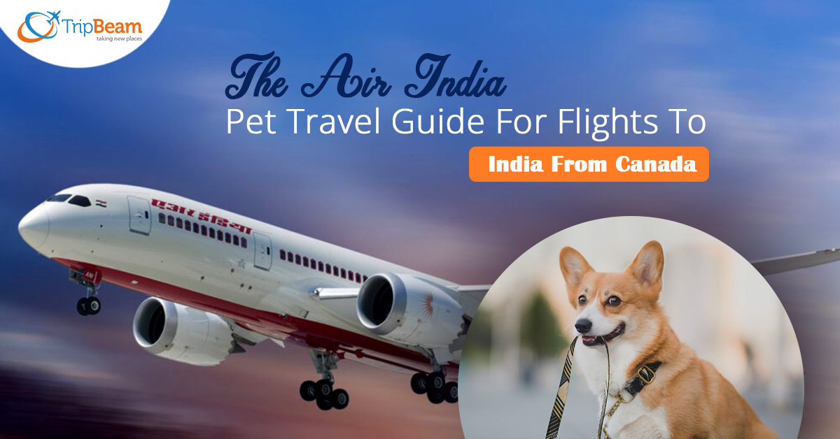 The Air India Pet Travel Guide For Flights To India From Canada 