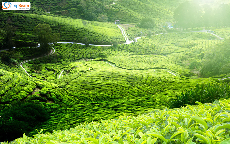 Ranikhet Uttarakhand