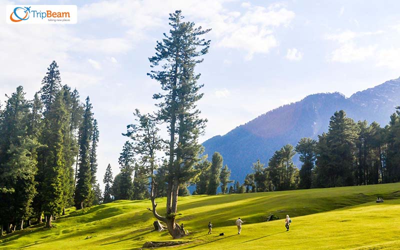 Gulmarg Golf Course