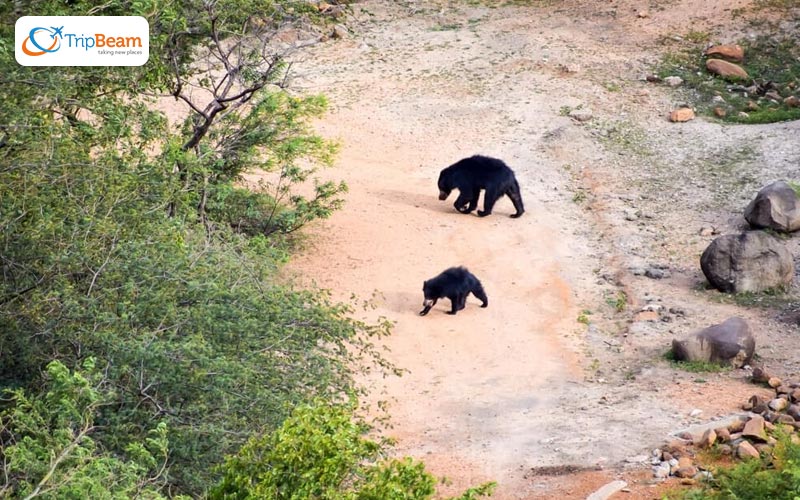 Daroji Sloth Bear Sanctuary Karnataka