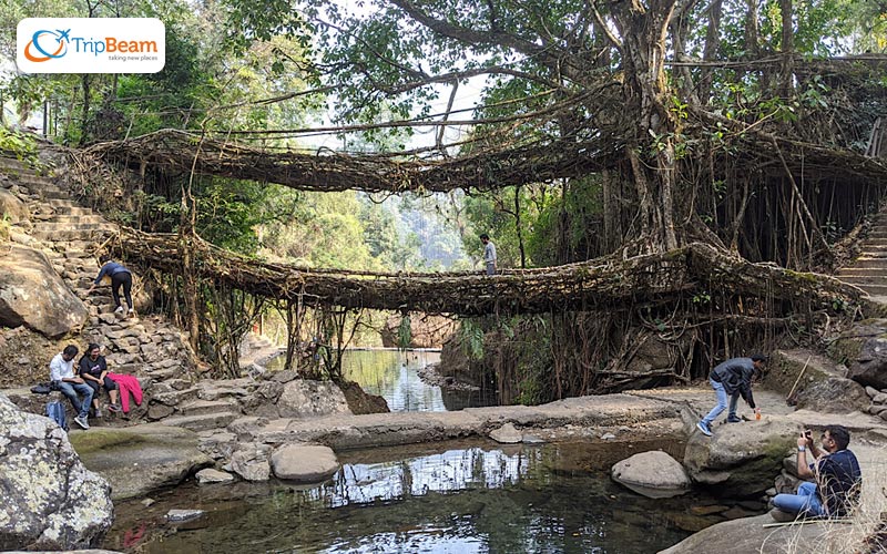 Living Root Bridges Meghalaya