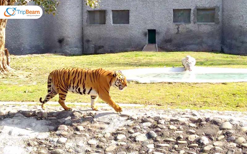 Chhatbir Zoo