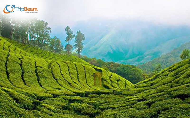 Munnar